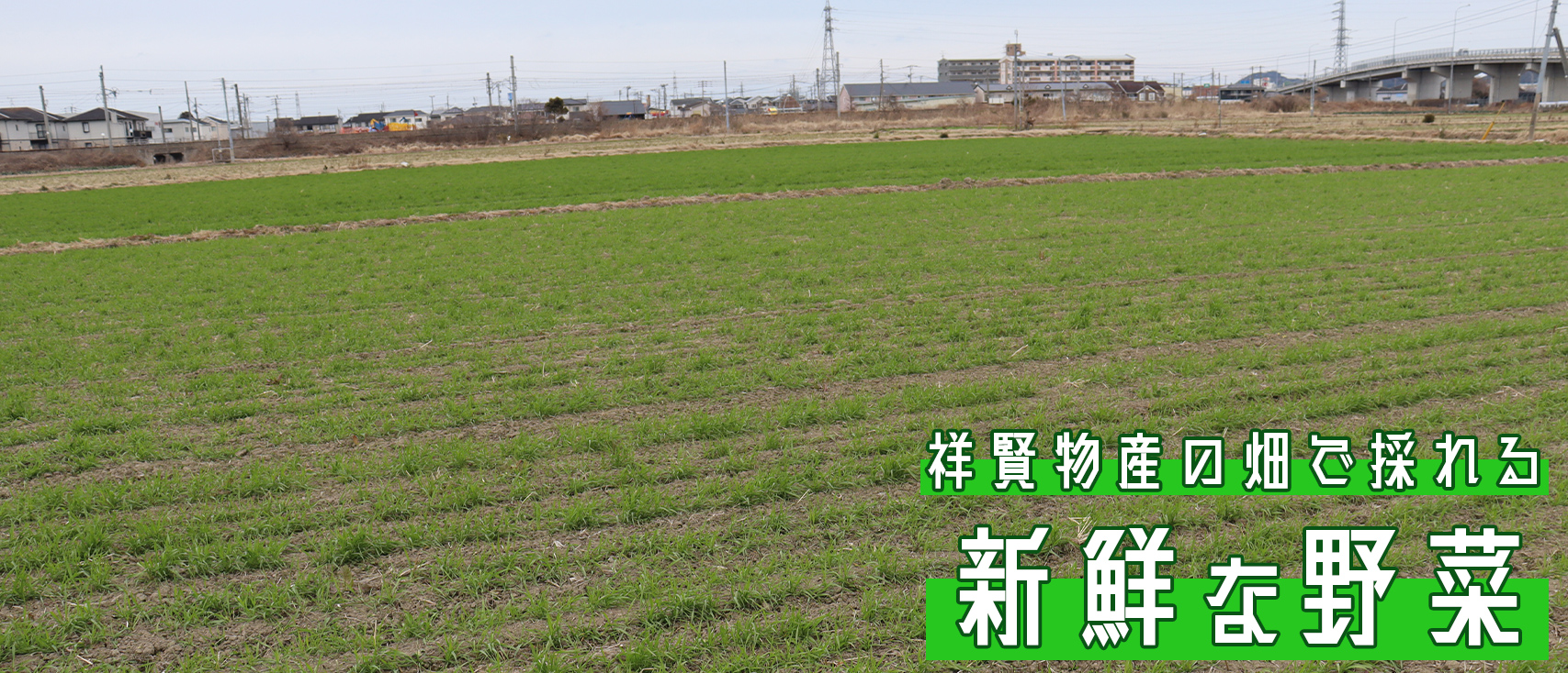 祥賢物産の畑で採れる新鮮な野菜